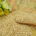 white broom corn millet(white broomcorn millet)